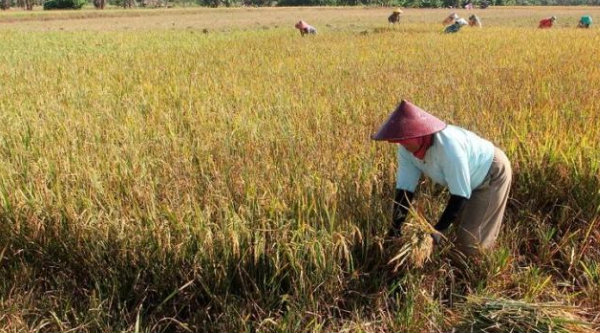 Melewati Kemarau tanpa Puso, Petani Karawang Luar Biasa