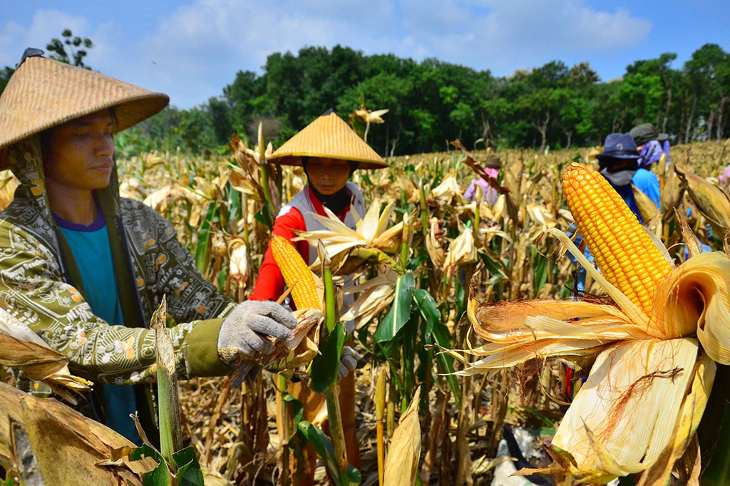Untuk Pakan Ternak Pemerintah Buka Kembali Keran Impor Jagung
