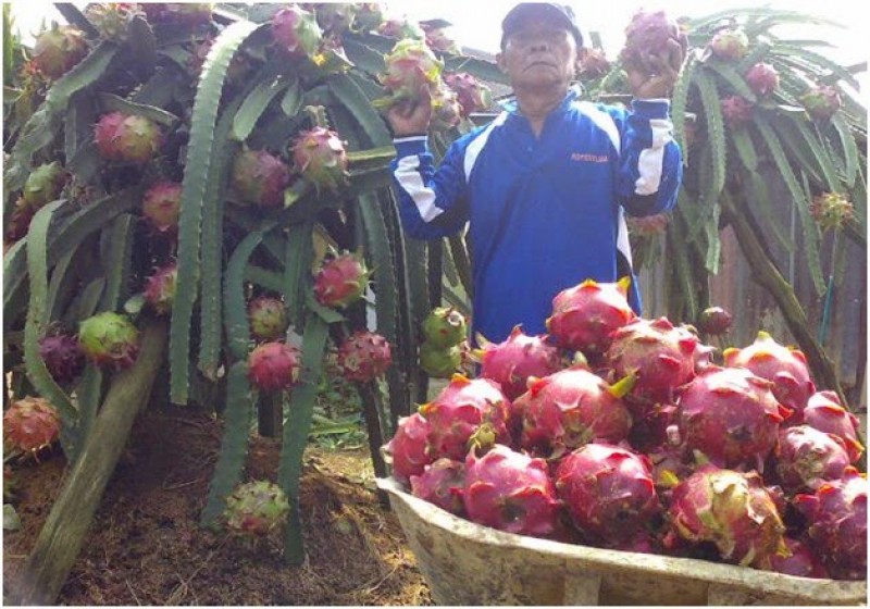 Ini Kritik, Ada yang Salah dengan Penanganan Buah Impor