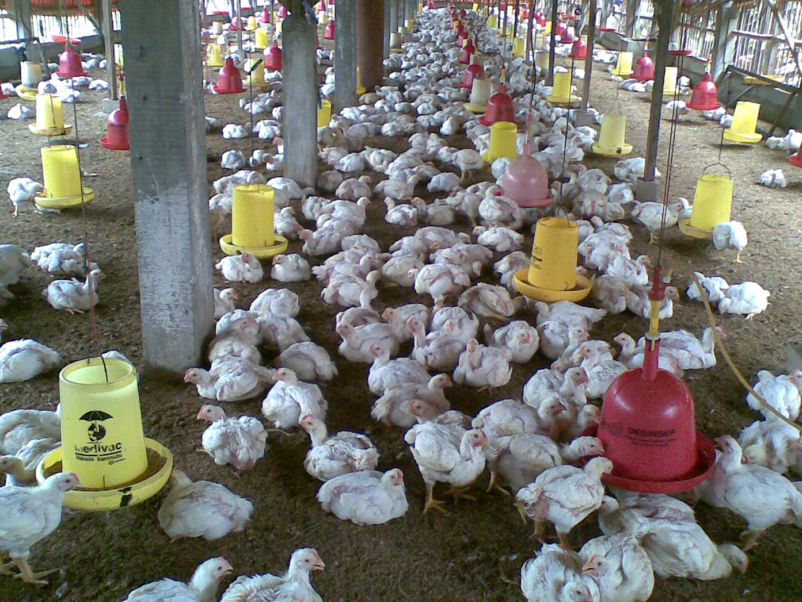 Peternak di Yogyakarta Protes Harga Anjlok dengan Bagi-bagi Gratis Ayam Ras