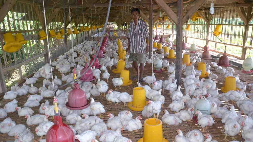 Jurus PPN Atasi Anjloknya Harga Ayam Broiler di Tingkat Peternak