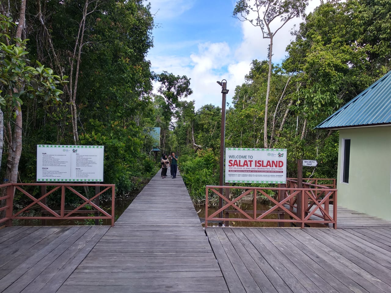 8 Orang Utan Jalani Proses Prapelepasliaran di Pulau Badak Besar, Gugusan Pulau Salat