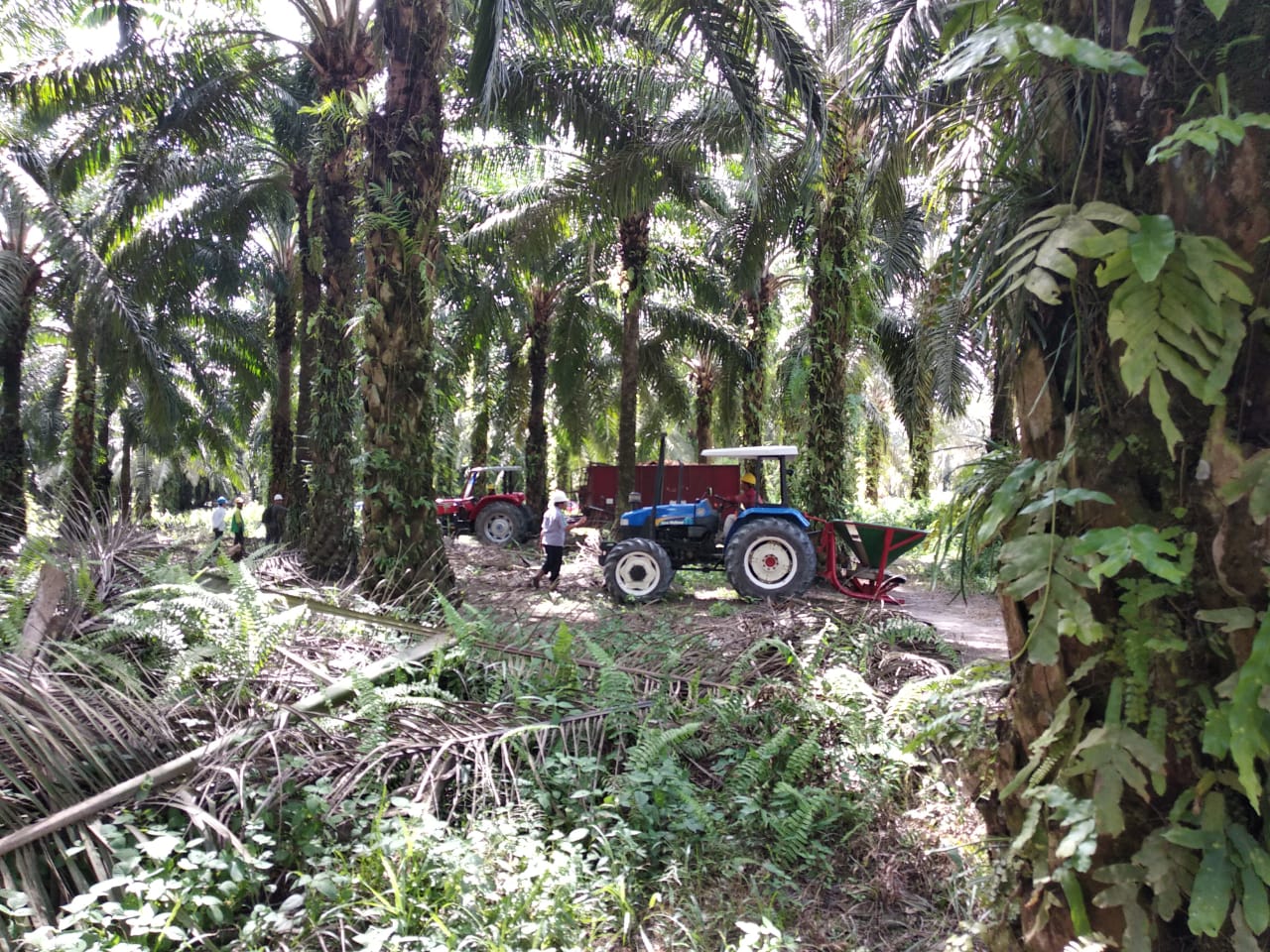 Sawit Sumbermas Sarana (SSMS) Anggarkan Capex Rp300 Miliar Tahun Depan