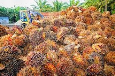 PT Andira Agro (ANDI) Akan Memperdagangkan Saham Hasil Stock Split 1:5. Ini Jadwalnya
