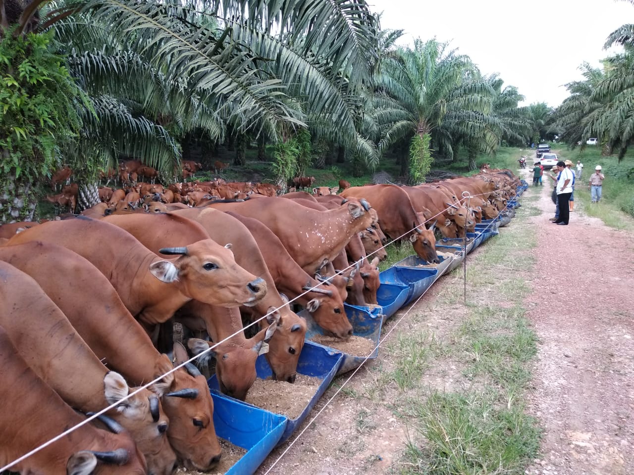 Pemerintah Buka Impor Sapi dan Daging Kerbau dari Brasil Tahun 2020