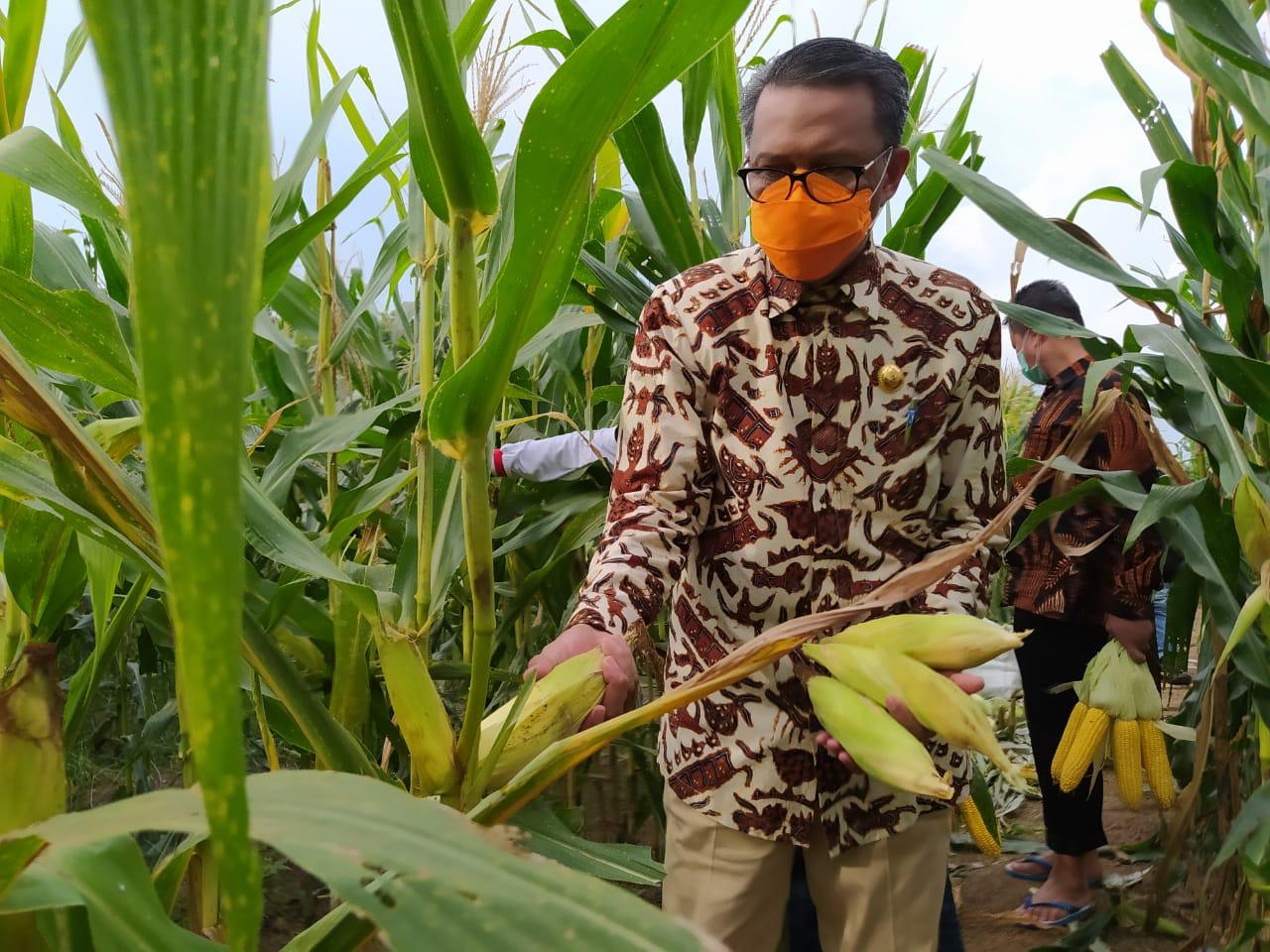Sektor Pertanian Penyelamat Pertumbuhan Ekonomi Sulawesi Selatan
