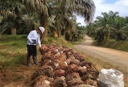Fap Agri (FAPA) Raih Dividen Dari Anak Usaha Rp9,5 Miliar