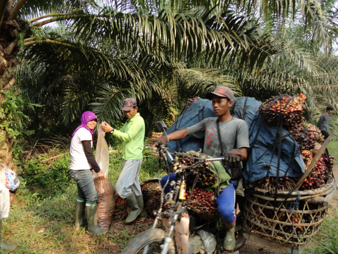 Terus Produktiflah Perkebunan Sawit Rakyat