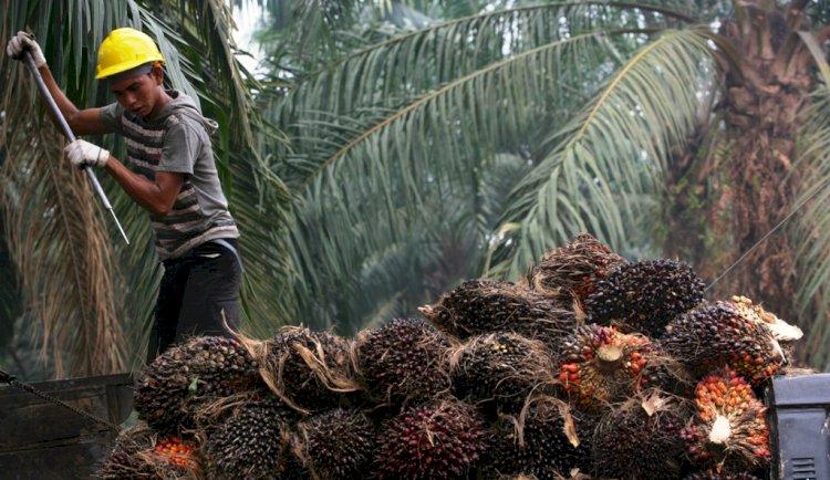 Swiss Gerbang Utama Sawit Indonesia, Taklukkan Uni Eropa