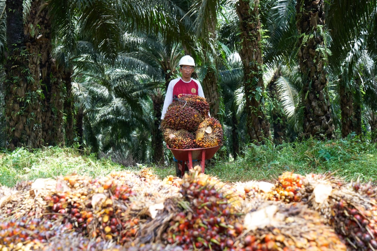 Komitmen Gapki, Pemerintah dan Potensi Besar Emiten Sawit