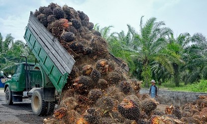 Bersama Batu Bara, Limbah Sawit Dikeluarkan dari Kategori B3