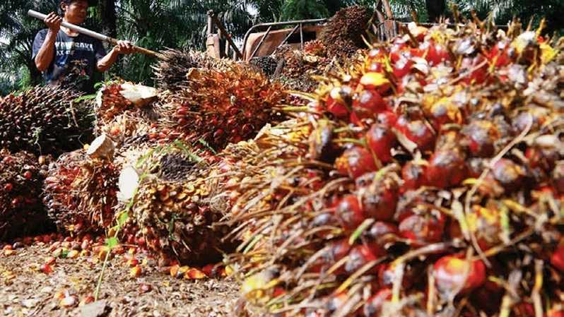 Bank Mandiri (BMRI) Kucuri Pinjaman Anak Usaha Dharma Satya (DSNG) Rp142,92 Miliar 