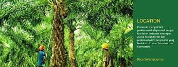 Jual Sumber Pendapatan Rp354 M, Providen Agro (PALM) Bakal Jadi Perusahaan Investasi