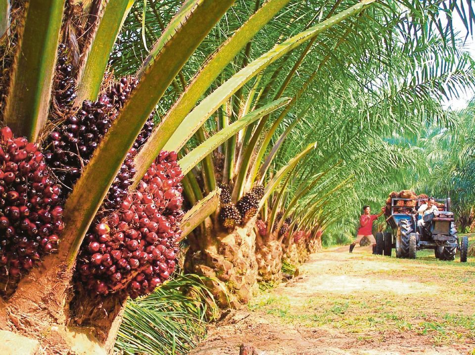 Yang Bikin Neraca Perdagangan Indonesia Surplus Sawit, Bukan Migas