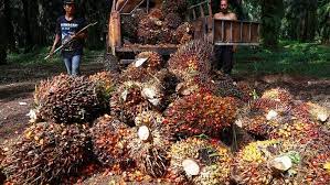 Kurangnya Pasokan Akibat Perang Rusia-Ukraina, Harga Referensi CPO Meningkat