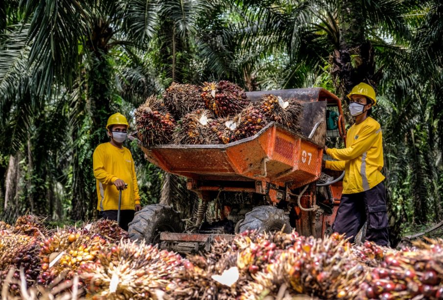 Perdana, Yeoh Laen Menjaring 2,68 Juta Saham Eagle Plantations (BWPT) Rp74-75 per Lembar