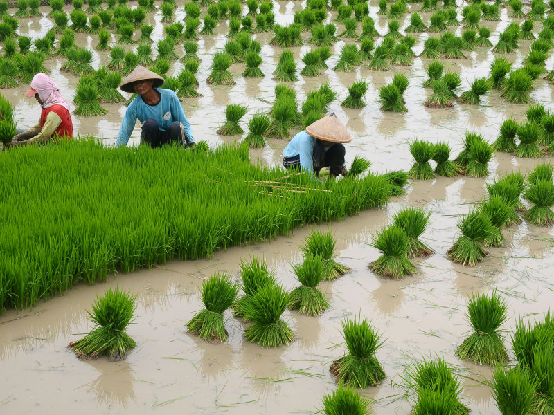 Harga Produsen di Semua Sektor Mengalami Inflasi Pada Triwulan II 2022