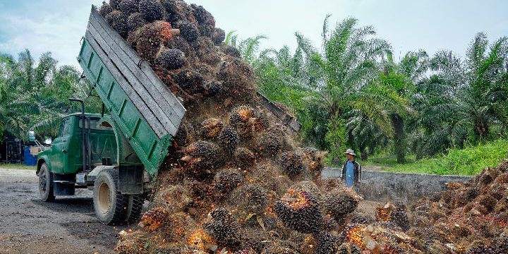 Astra Agro Lestari (AALI) Serap Capex Rp497 Miliar Hingga Juni, Cek Alokasinya