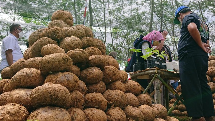 Negara Saling Amankan Stok Pangan, Menperin Ajak Kembangkan Bahan Pangan Lokal