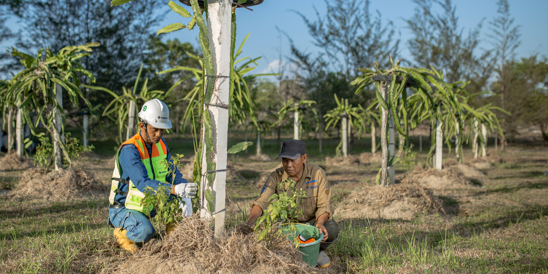 Timah (TINS) Reklamasi 2.815 Hektare Lahan Bekas Tambang Jadi Lahan Perkebunan