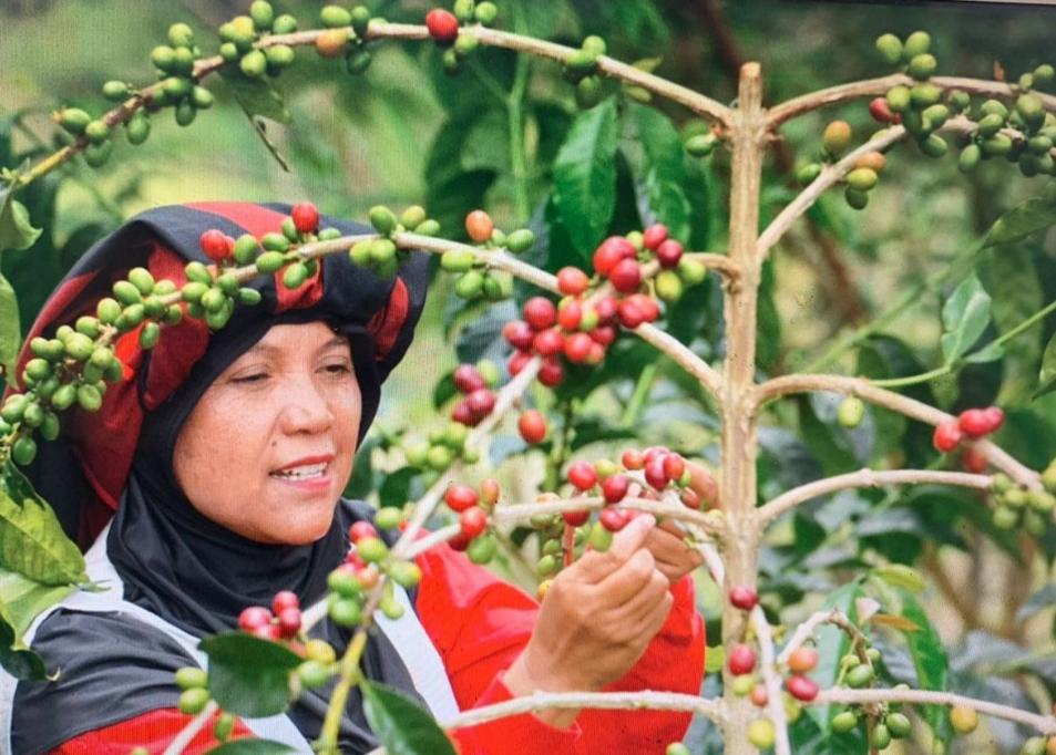 Buah Kopi Takengon Aceh sampai ke Amerika Serikat, Ini Buah Pemberdayaan UMKM BRI