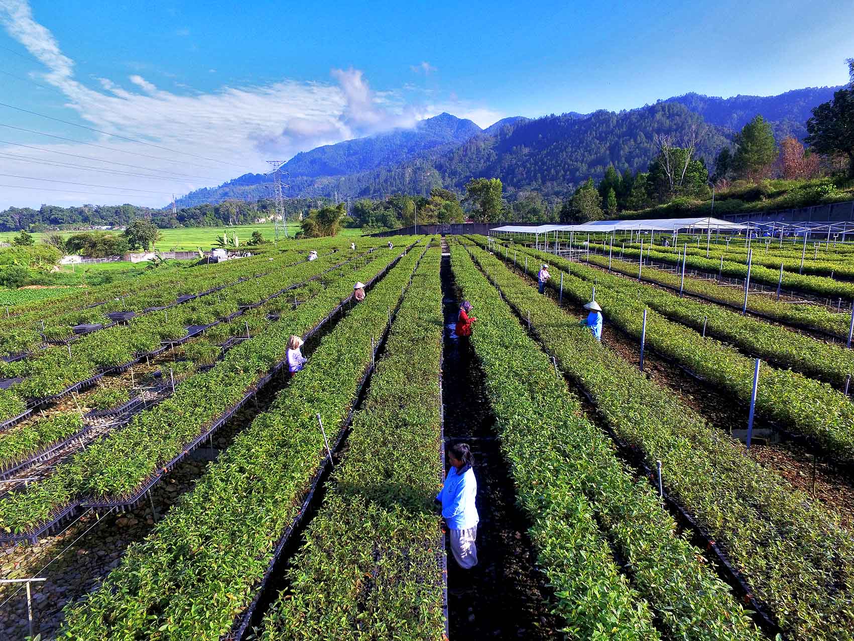 Toba Pulp Lestari (INRU) Kantongi Kontrak EUR15,23 Juta, Telisik Detailnya