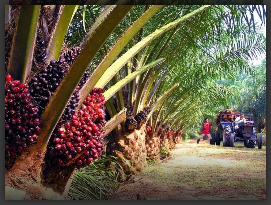 Kurangi Porsi, Biofuel Lego 22,33 Juta Saham Bakrie Sumatera Plantations (UNSP)