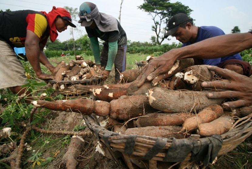 Petani di sawah hijau dok IndoProgress. Jamin Ketersediaan Pangan, Presiden Teken Perpres 11 Bahan Dikelola Pemerintah