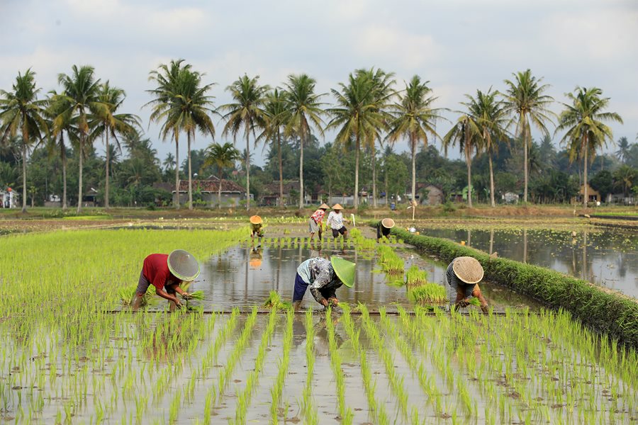 Nilai Tukar Petani Oktober 2022 Naik 0,42 Persen, Tertinggi di Bengkulu