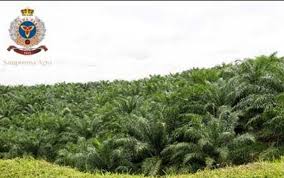 Sampoerna Agro (SGRO) Gelontorkan Dividen Interim Rp163,6 Miliar, Cek Jadwalnya
