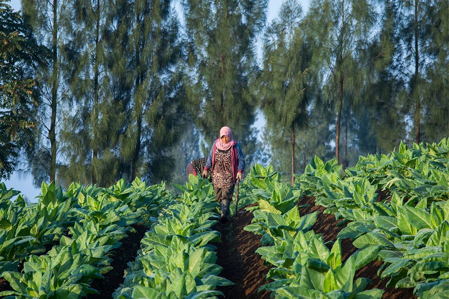 Alokasi Dana Bagi Hasil Cukai Tembakau Naik Jadi 3 Persen Mulai Tahun 2023