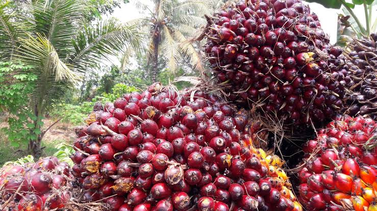 Pemerintah Perkuat Hilirisasi Produk Sawit dan Turunannya