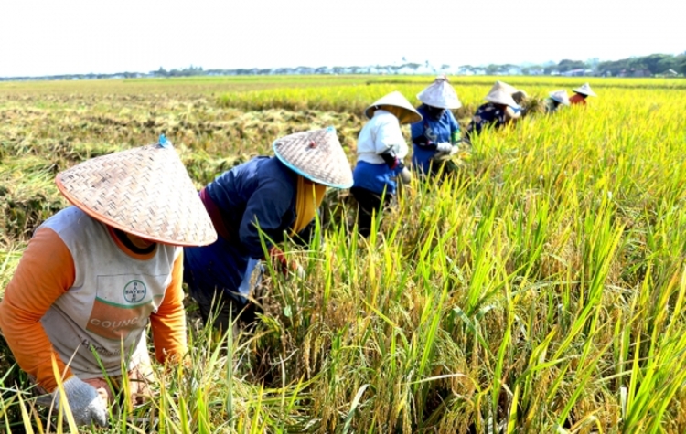 Nilai Tukar Petani Naik 1,11 Desember di Desember 1,11 Persen