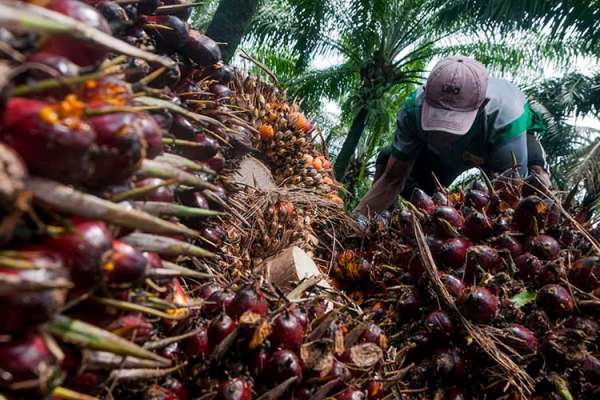 Tambah Porsi, Wilson Sutantio Jala 200.300 Saham Pinago Utama (PNGO) Rp1.295 per Lembar