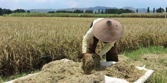 Indonesia Masuki Panen Raya Padi, Jelang Ramadan Mentan Pastikan Stok Beras Aman