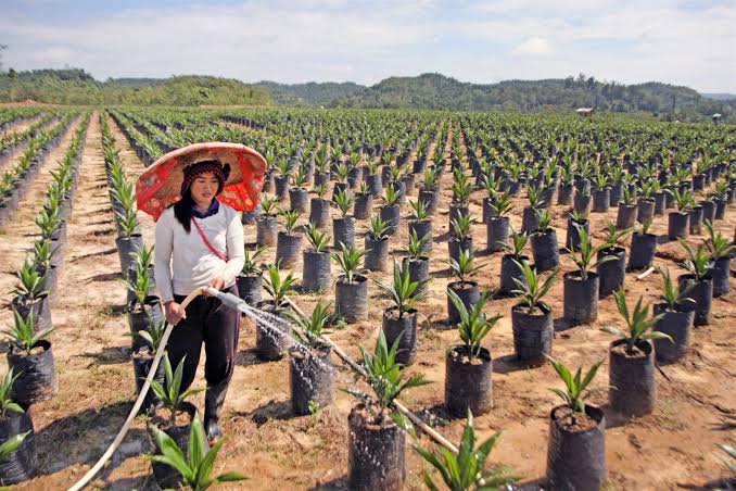 Peremajaan Sawit Rakyat, Wapres Minta Perusahaan Besar Perkuat Kemitraan dengan Petani