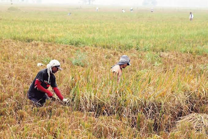 Produksi Petani Belum Optimal, Bulog Baru Serap 35 Ribu Ton Gabah dari Panen Raya 