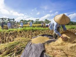 Harga Beras di Penggilingan Juni 2023 Turun 0.85 Persen, Beras Medium Naik 0,68 Persen