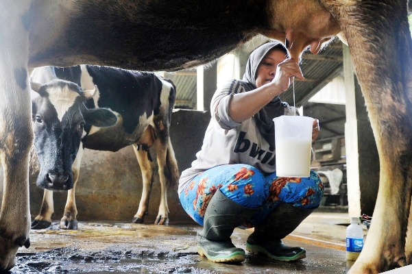 Pasokan Susu di Dalam Negeri Baru Penuhi 20 Persen Kebutuhan