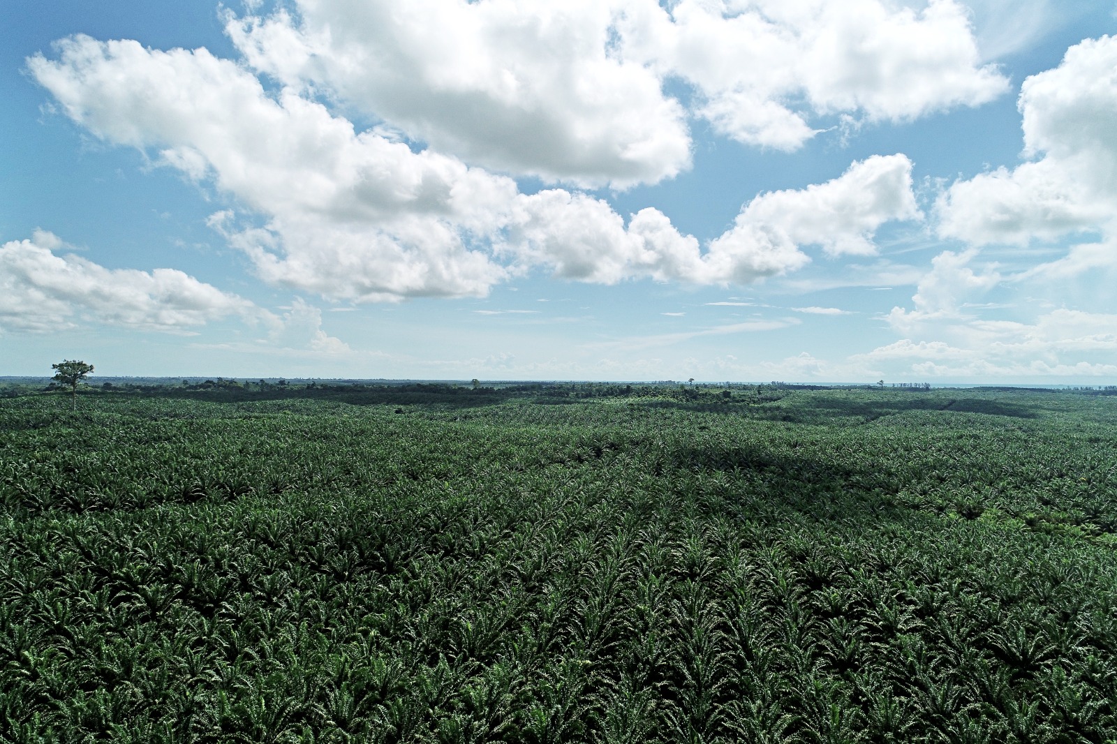 Naik 8,2 Persen, Teladan Prima Agro (TLDN) Bukukan Pendapatan Semester I-2023 Rp1,92 T