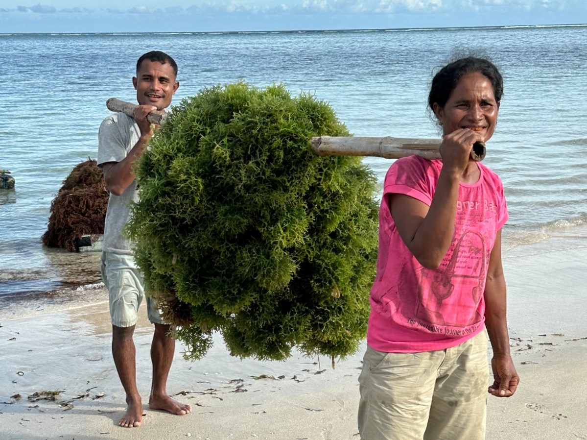 Kerja Sama dengan Agree, Hasil Budi Daya Rumput Laut di NTT Raih Transaksi Rp12 Miliar