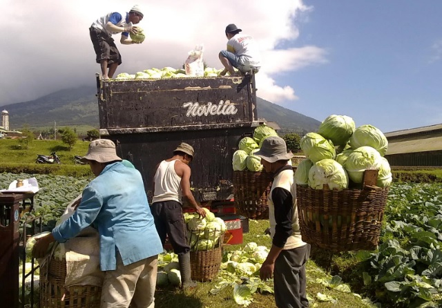 Sektor Pertanian Dorong Indeks Harga Perdagangan Besar Oktober sebesar 3,5 Persen