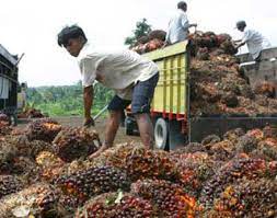 Tinggi Kontribusi Industri Sawit Dalam Ketahanan Pangan, Ini Kata Menko Perekonomian