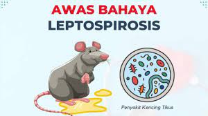 Musim Pancaroba, Guru Besar FKUI Minta Waspadai Penyakit Leptospirosis