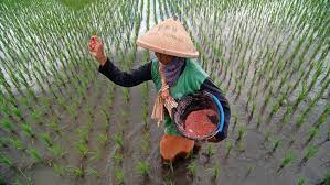 Bapanas Nilai Subsidi Bunga Pinjaman Perkuat Cadangan Pangan, Petani Tenanglah!