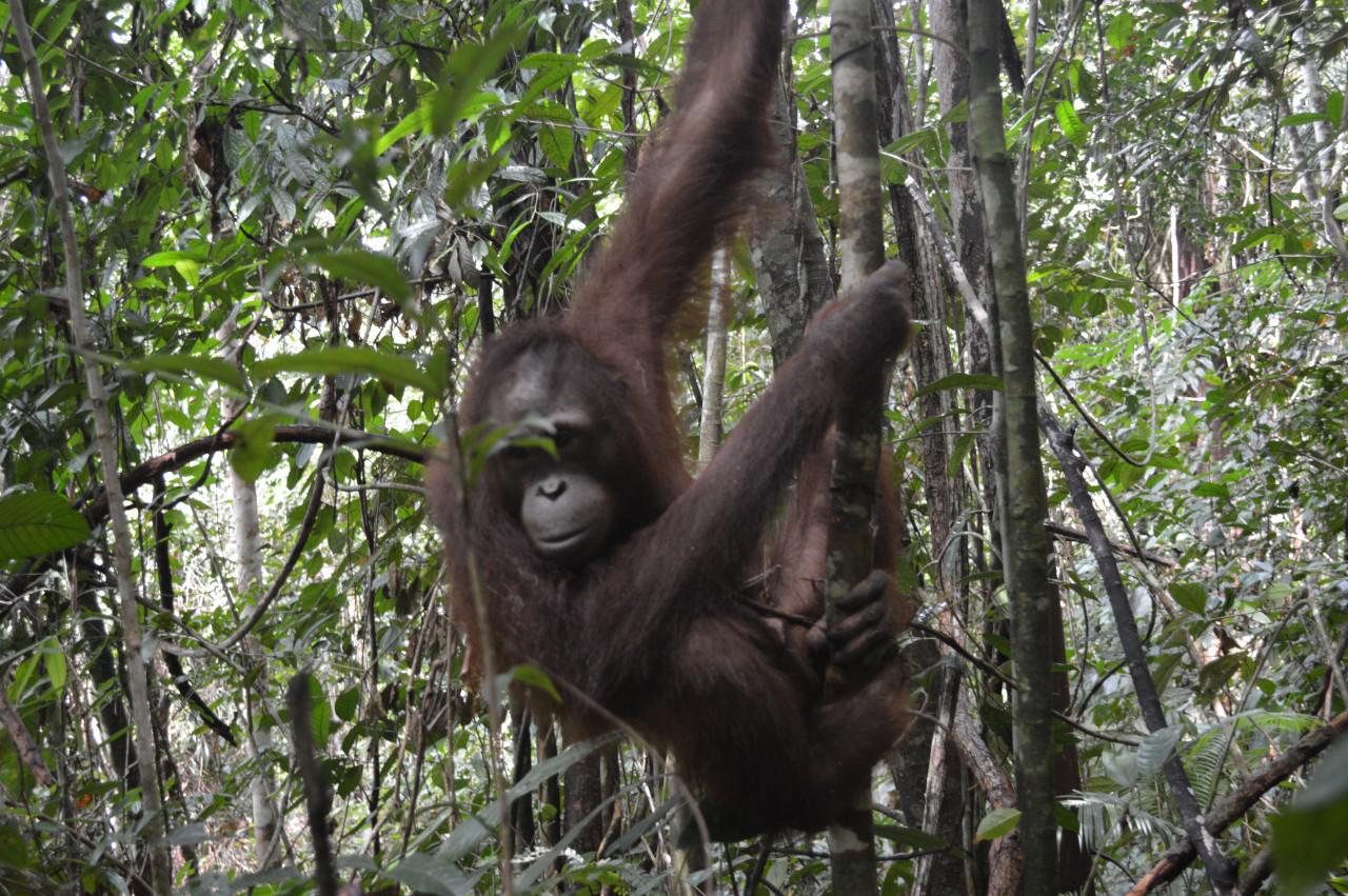 Angin Segar Konservasi Orang Utan Berhembus dari Kalbar, Juvi dan Jojo Tumbuh Sehat