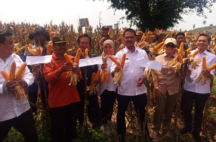 Produksi Jagung Awal 2024 Naik Tajam, Maret-April Puncak Panen