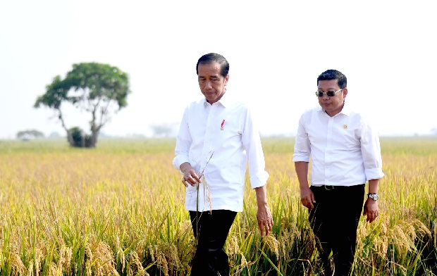 Presiden Joko Widodo dan Kepala Bapanas Arief Prasetyo Adi saat mengunjungi sawah di Merangin, Jambi/Foto: Biro Humas Badan Pangan Nasional Pemerintah Fleksibelkan HPP Gabah dan Beras demi Serap Panen Raya