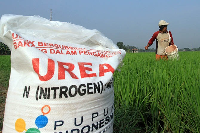 Petani Diminta Segera Tebus Pupuk Bersubsidi Agar Tak Ada Kelangkaan