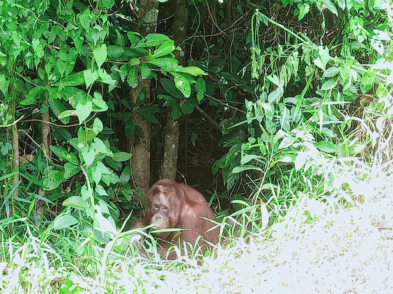 SSMS dan BOSF Kedatangan 2 Individu Orangutan Lagi di Pulau Salat